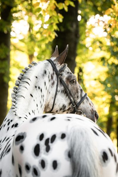 J-NIUS V.V. Z - Genetic powerhouse with a dotted twist! | Studfarm
